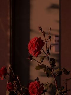 清明节当天我死遁离开，妻子悔疯了优秀文集