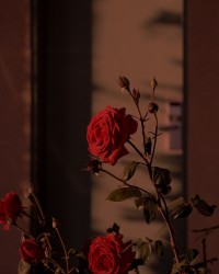妻子出轨20年，我重生在了结婚当天畅销小说推荐